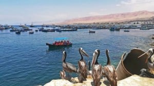 _100125268_pelicanos_turistas