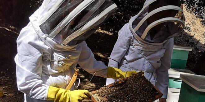 Monitorean a las abejas en sus colmenas para medir variables que